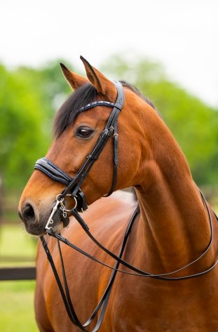 HB - bride all you needed - navy glitter