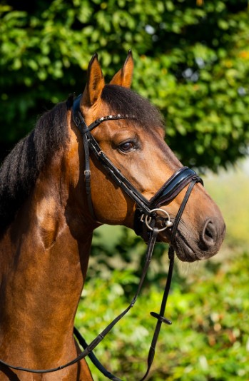 HB - bridon sweat dreams - strass bordeaux