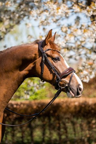 HB - bridon Evalira brun - strass gold