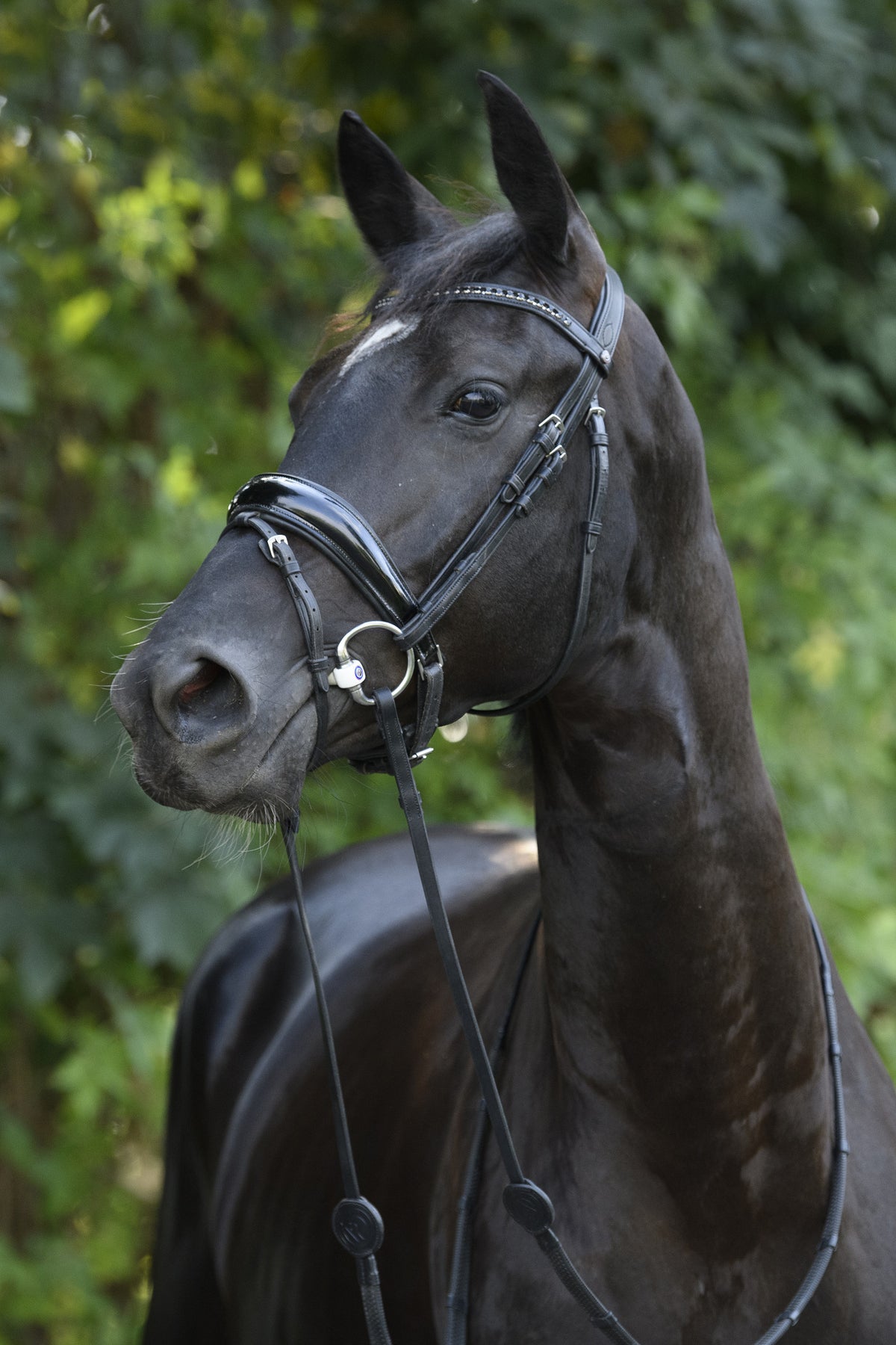 TRUST Rotterdam Large p.crank bridle