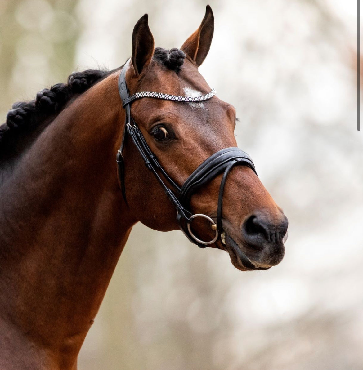 HB - bridon Great love