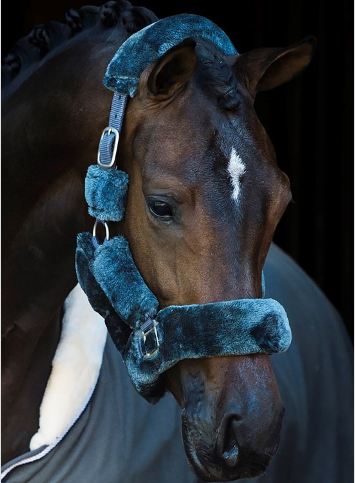 HB - licol Teddy - 5 coloris