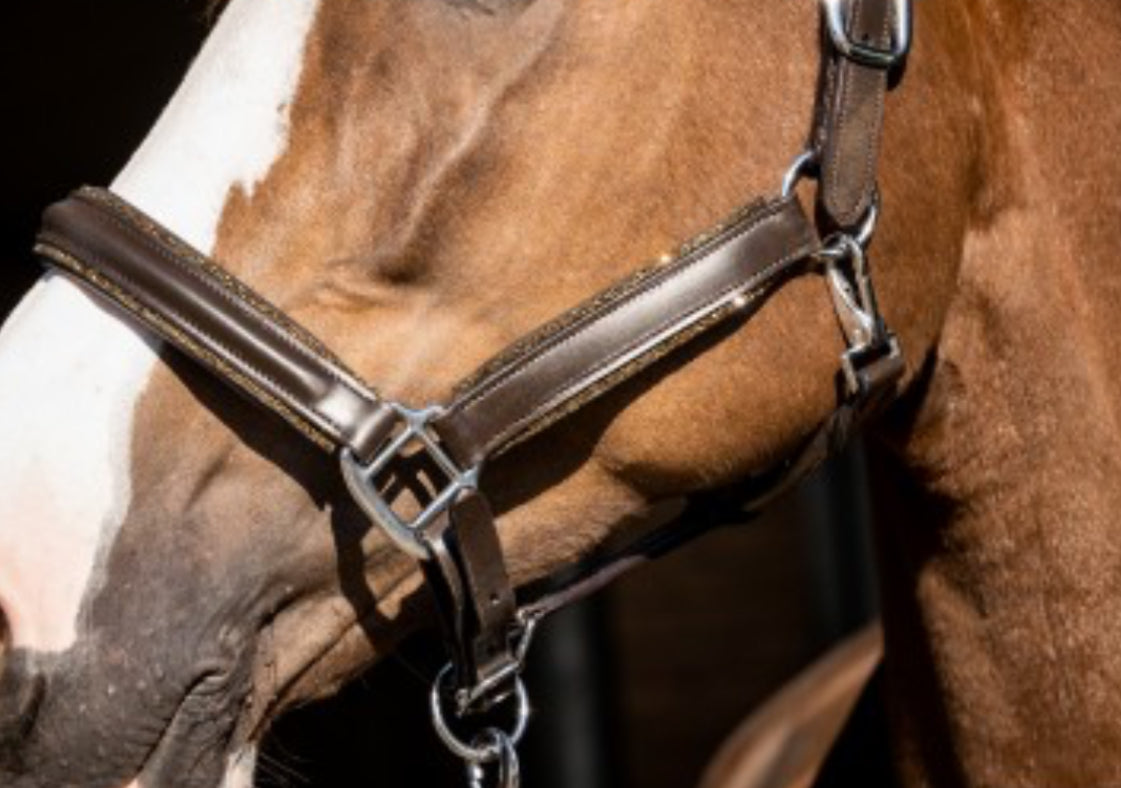 HB - Licol cuir brun strass gold