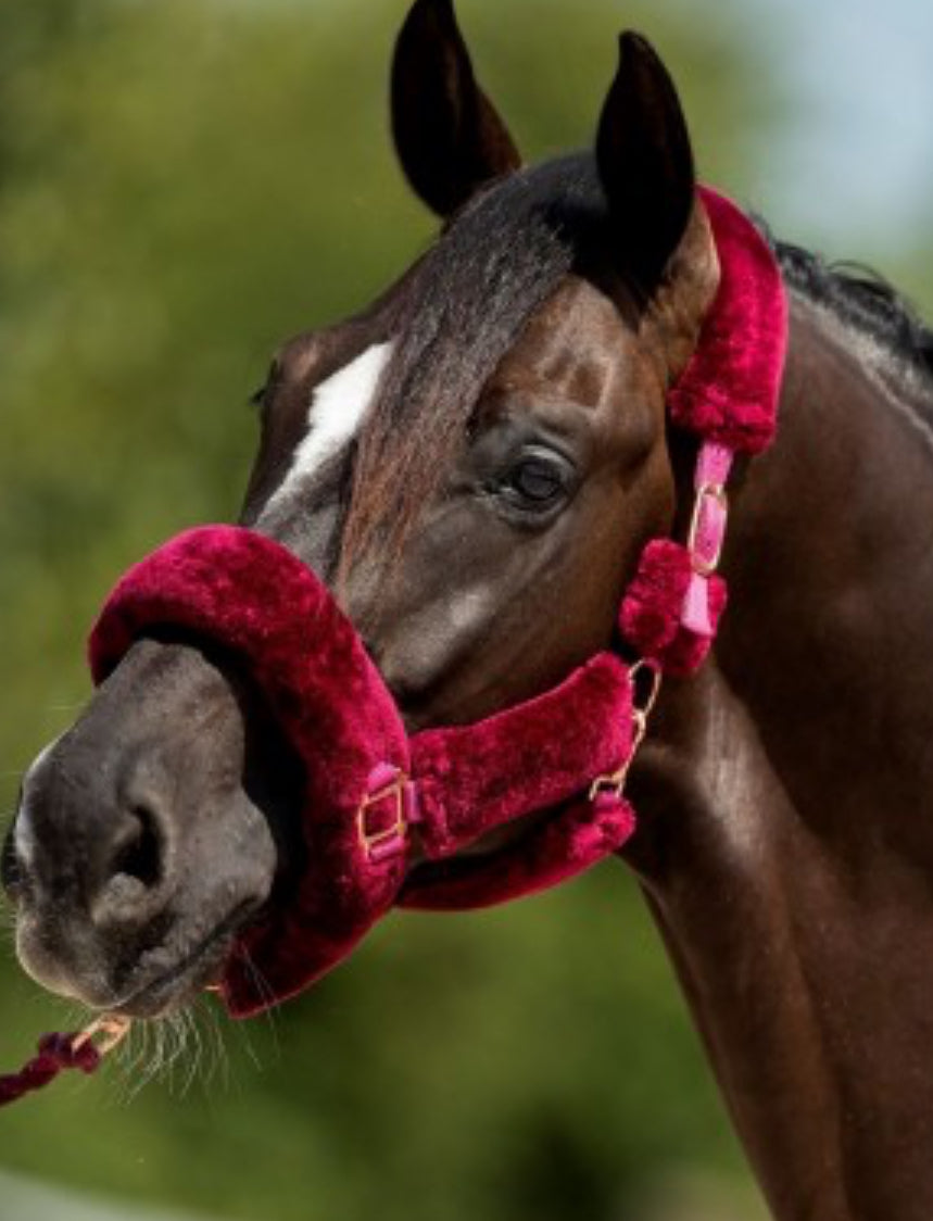 HB - licol fluffy - 2 coloris