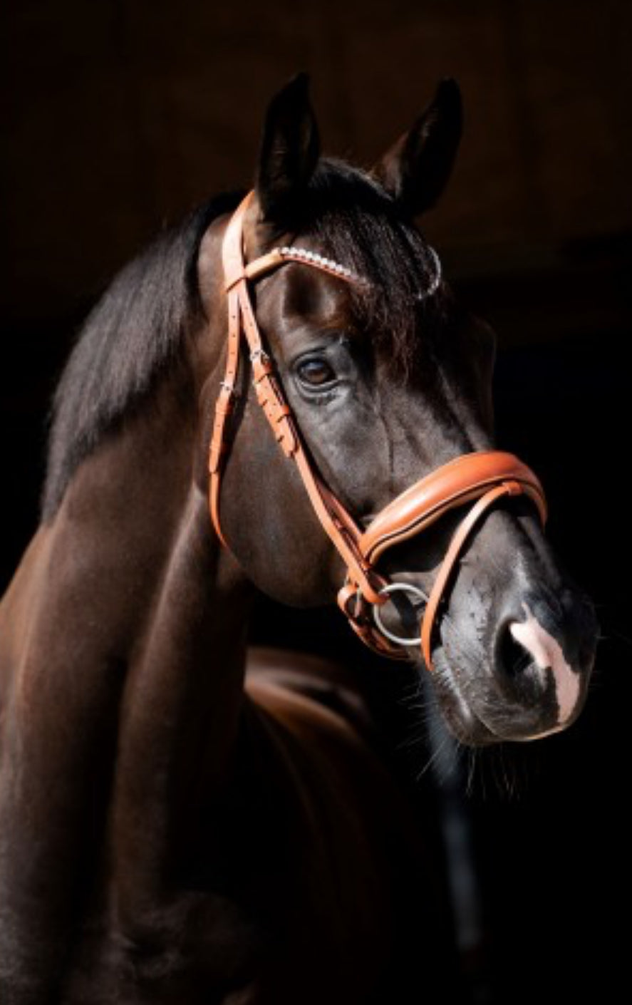 HB - bridon Chestnut