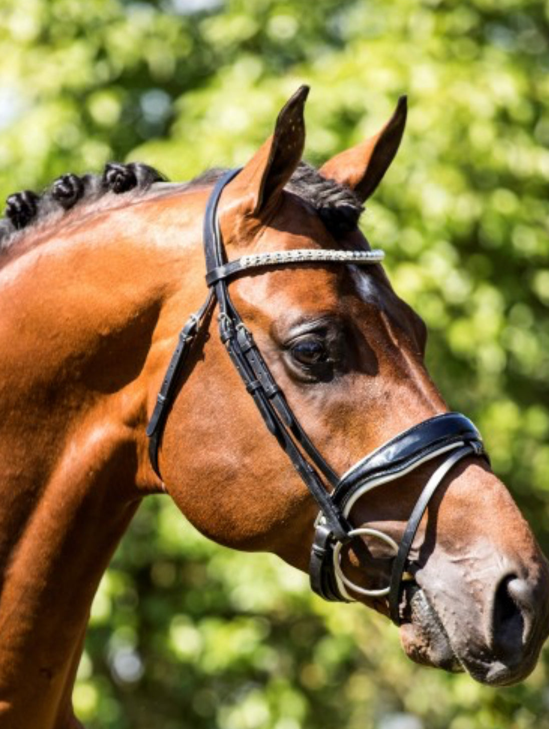 HB - bridon Glamerdale