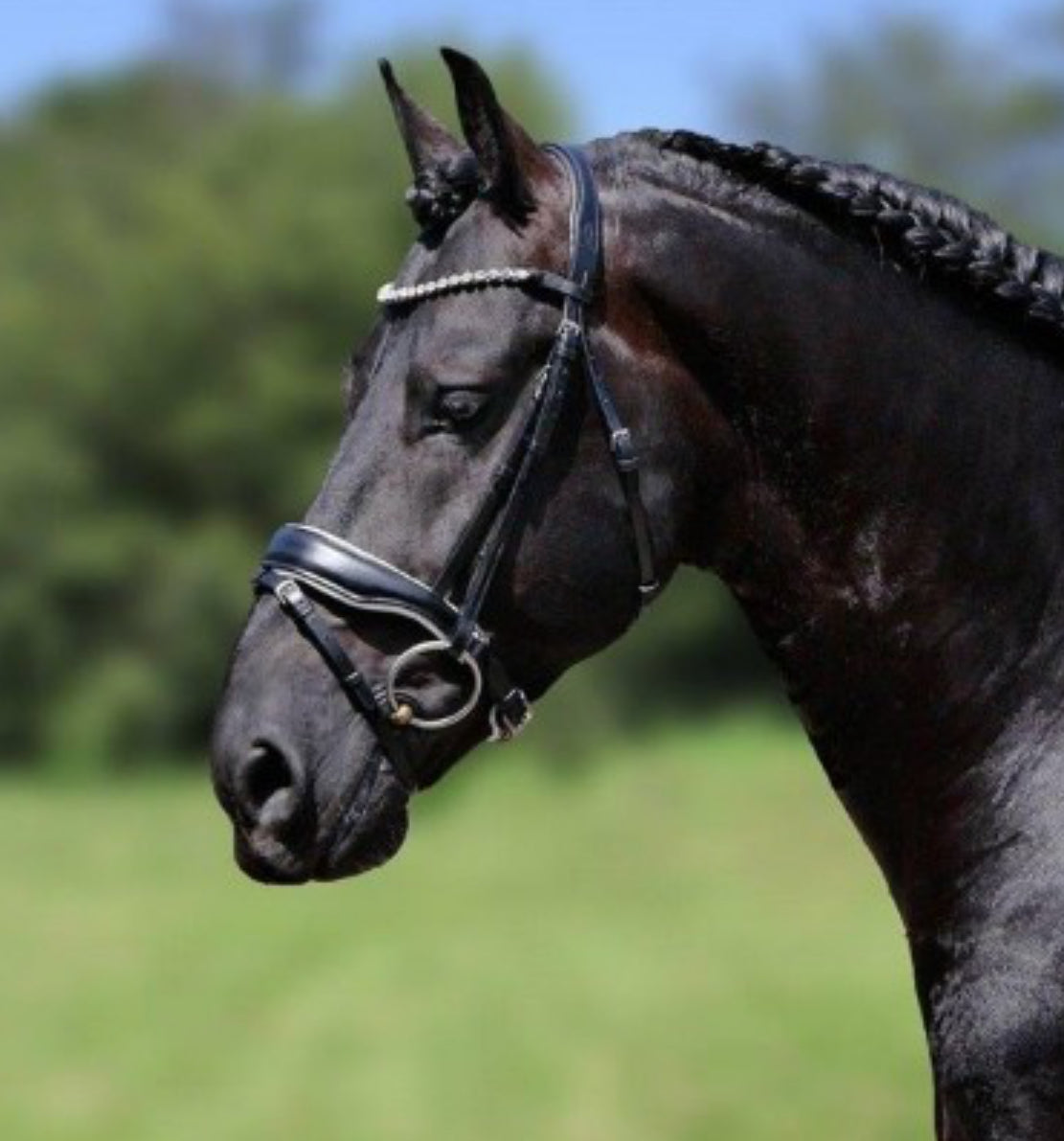 HB - bridon Grandprix