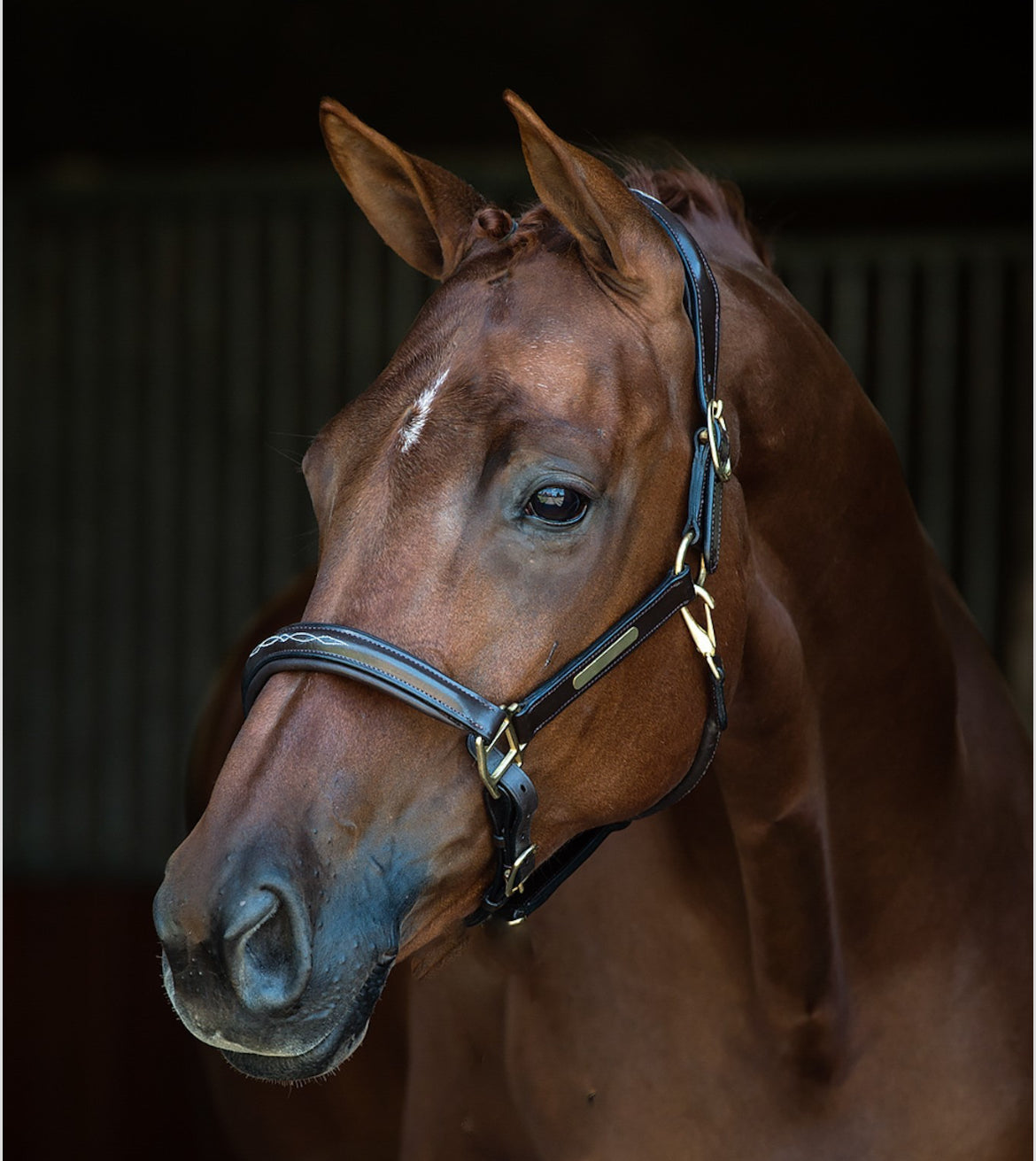 HB - Licol cuir horse name - 3 coloris