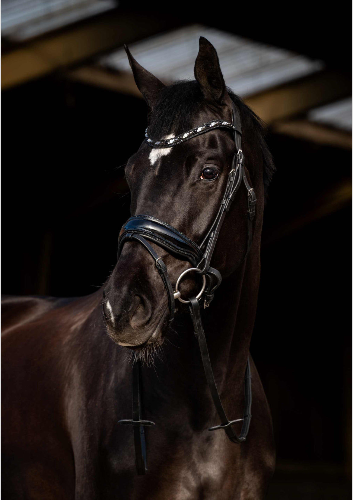 HB - bridon Dark Eagle