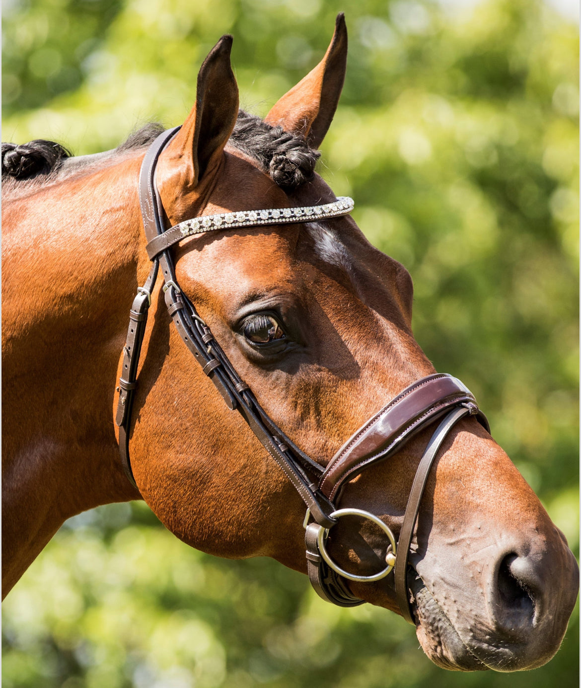 HB - bridon Chicago brun