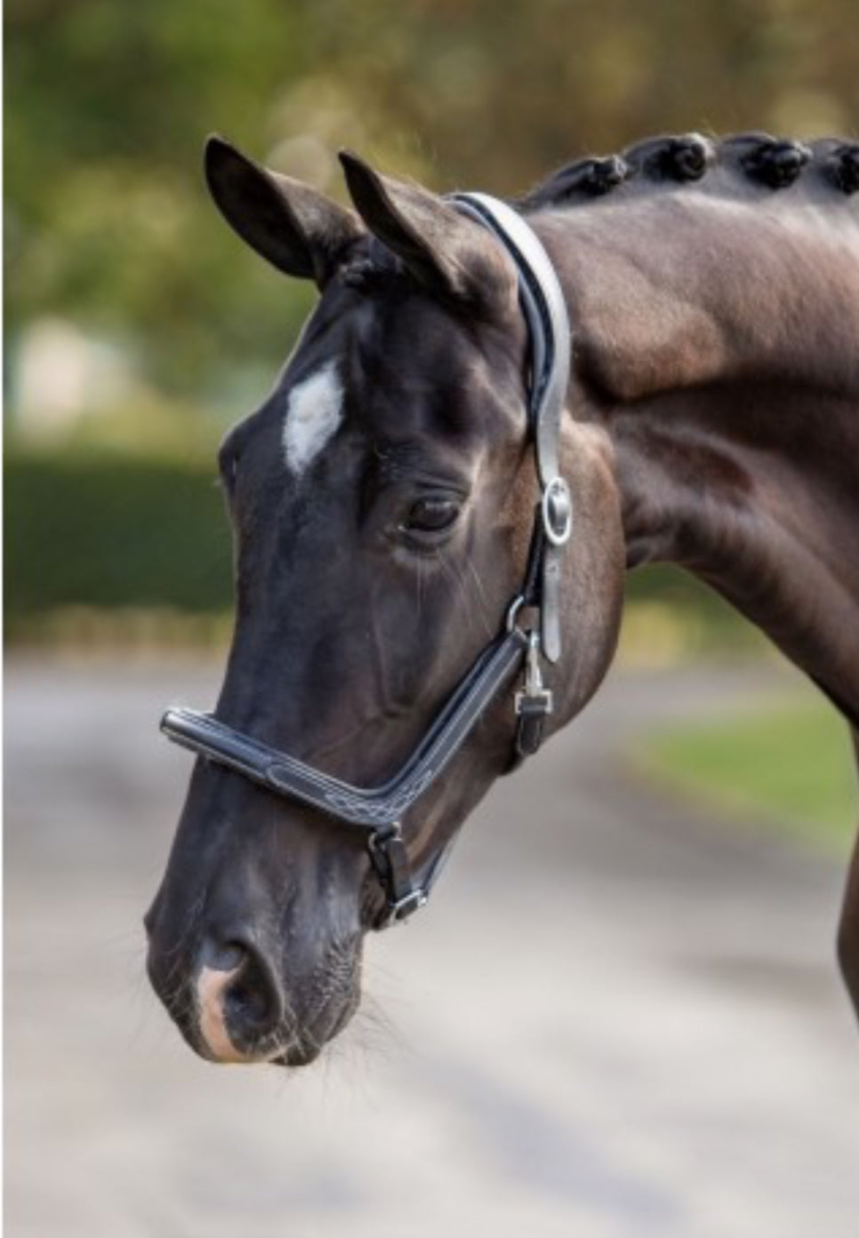 HB - Licol cuir mouton amovible