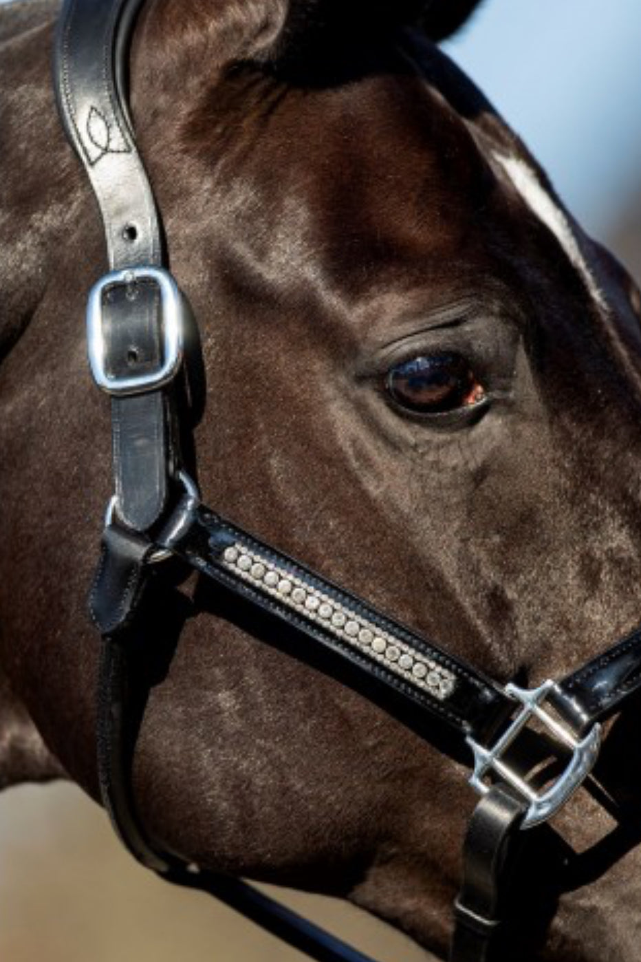 HB - Licol cuir strass laqué