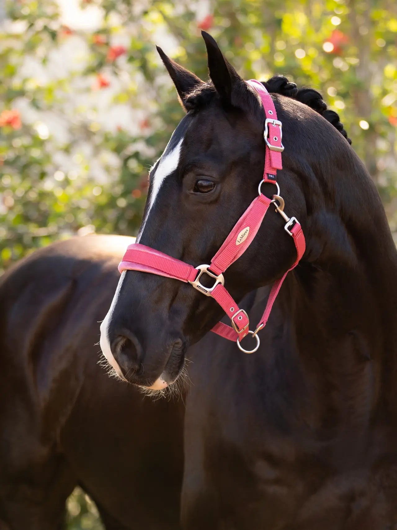 Lemieux - licol Versailles - 2 coloris