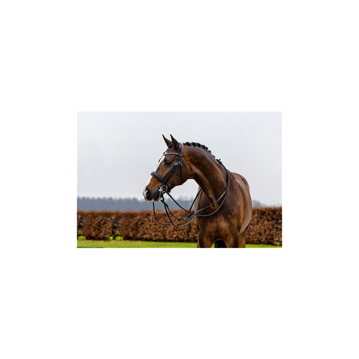 TRUST Wellington Large crank NB dble bridle