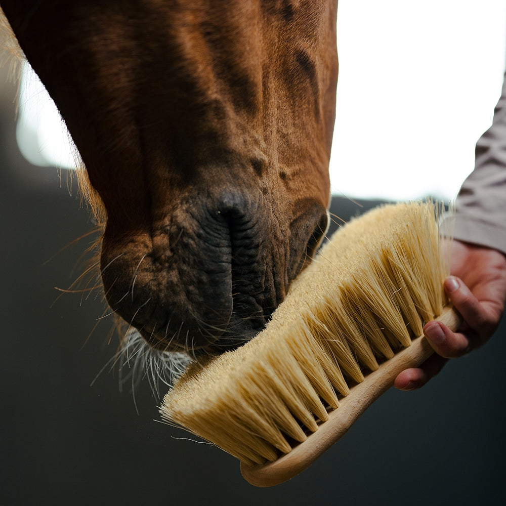 Borstiq Brosse de corps Mexfiber, 7 cm, pansage polyvalent, convient aussi aux membres