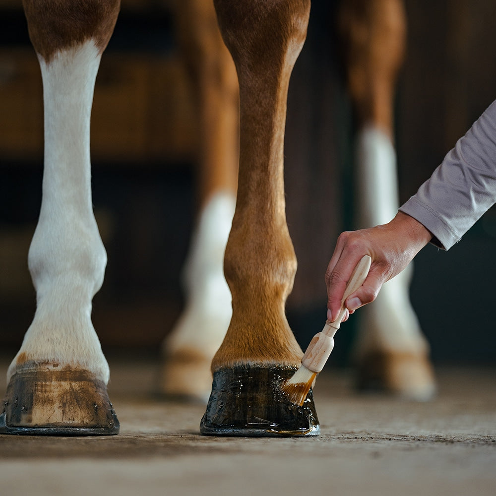 Borstiq Brosse à sabots avec manche en hêtre et fibres naturelles, pour appliquer huile ou graisse à sabots, usage quotidien