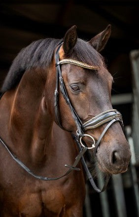 HB - bridon golden dream