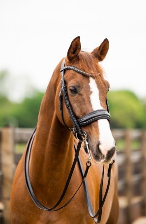 HB - bride all you needed - noir glitter