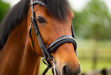 HB - bride all you needed - navy glitter