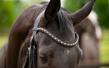 HB - bridon las vegas - noir glitter