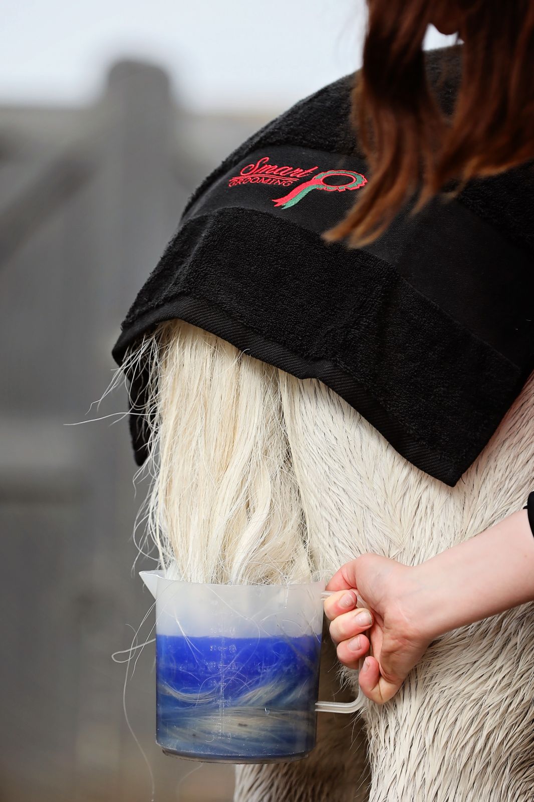 Smart Grooming Poudre blanchissante Super Blue, finition de concours, blanc éclatant