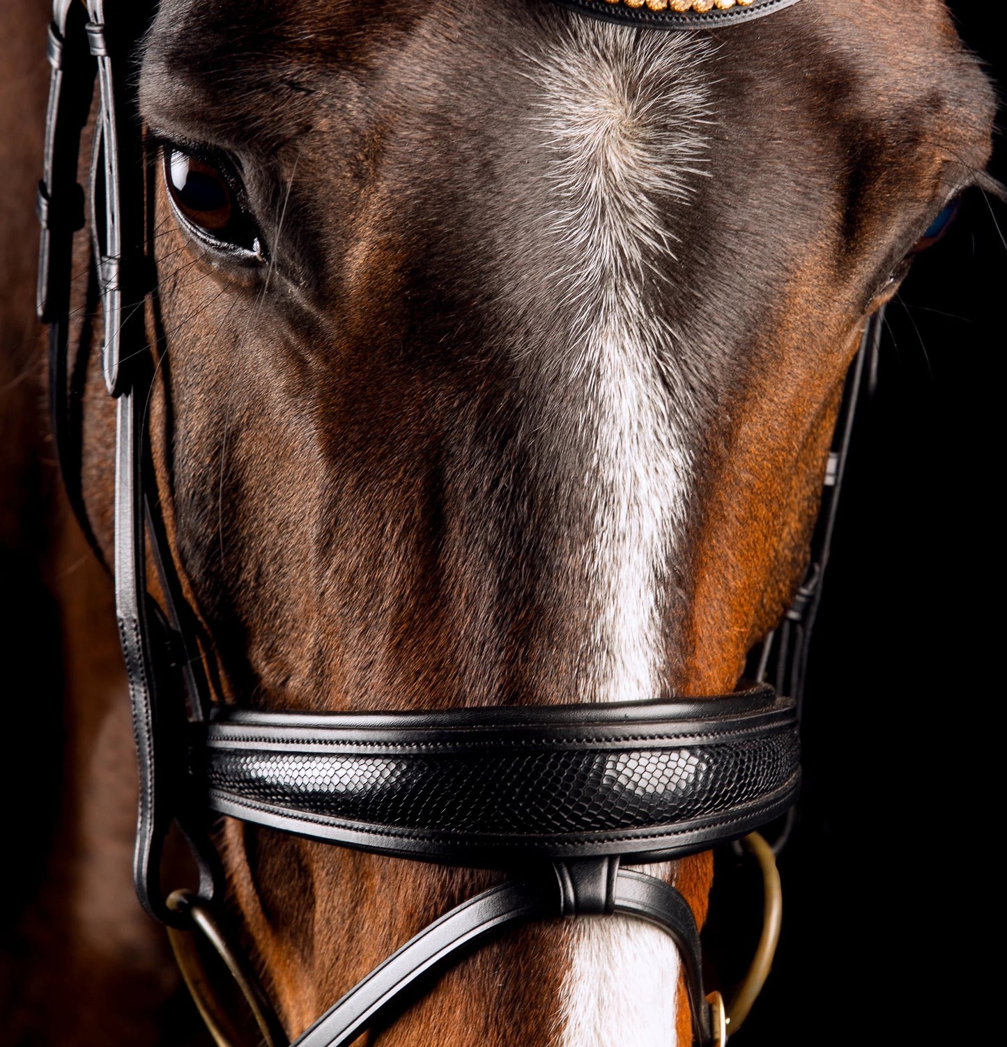 Mrs Ros - Bridon knight power - noir