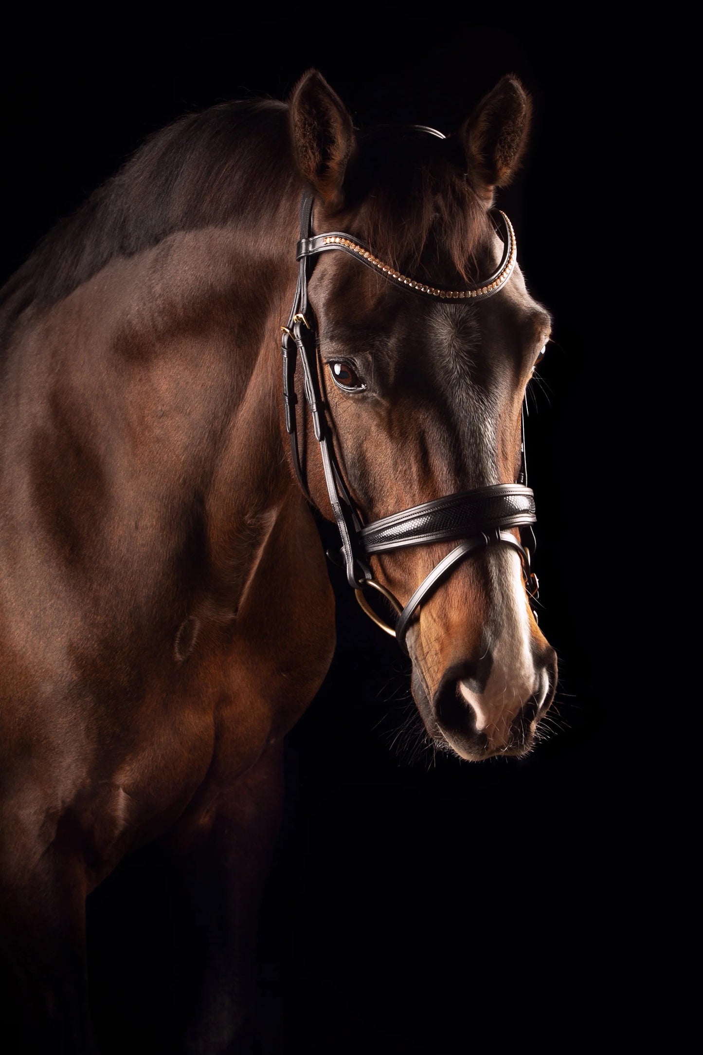 Mrs Ros - Bridon knight power - noir