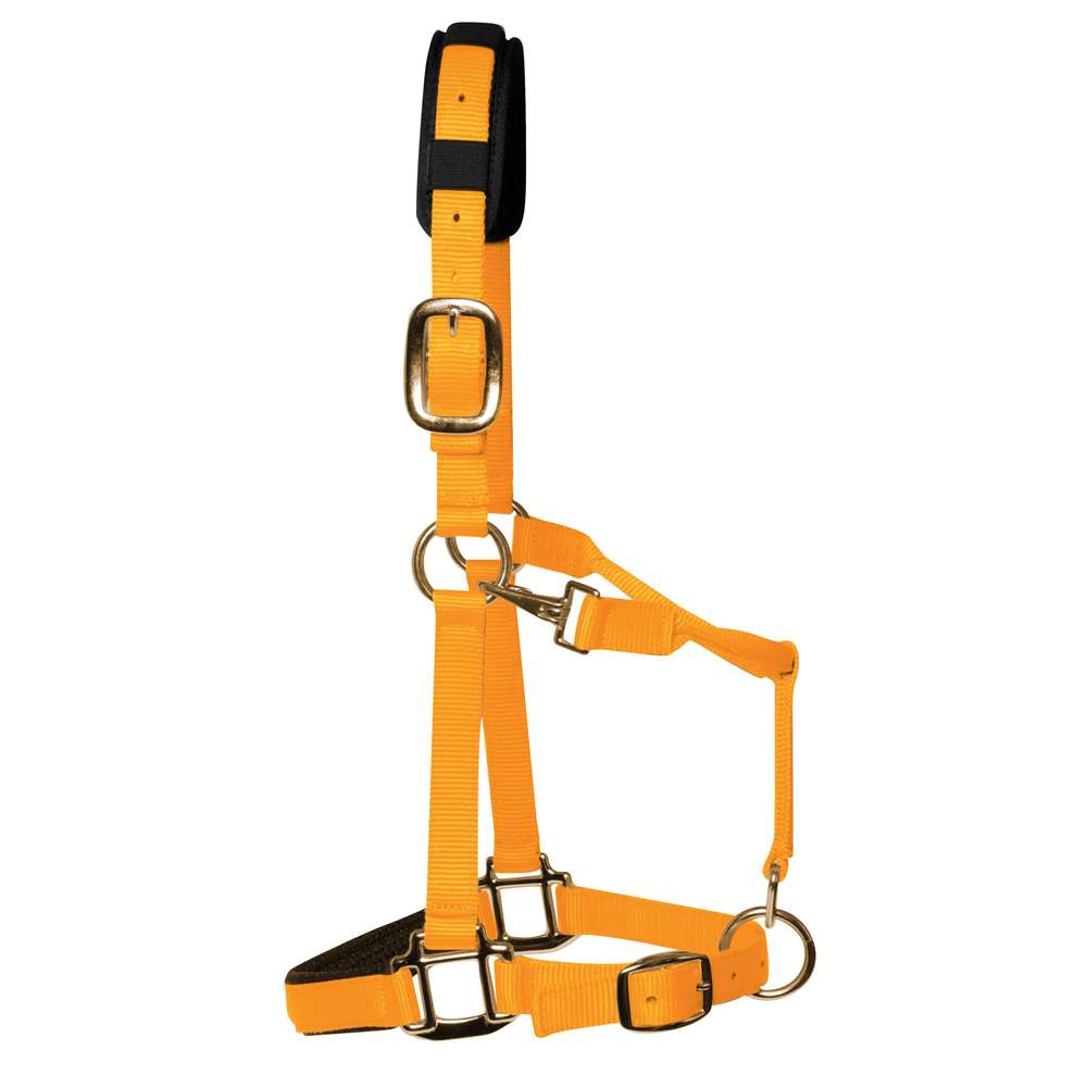 KM Elite Licol rembourré de luxe, orange, qualité supérieure