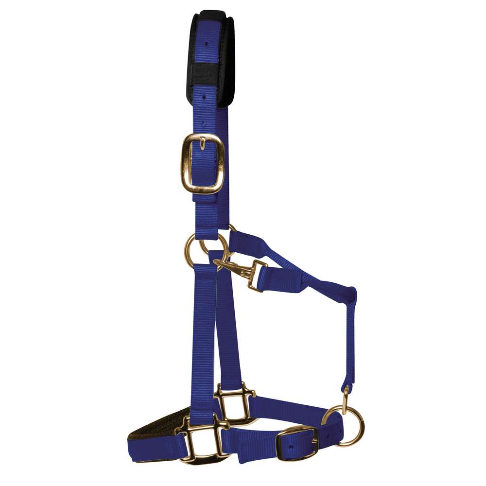 KM Elite Licol rembourré de luxe, bleu royal, qualité supérieure