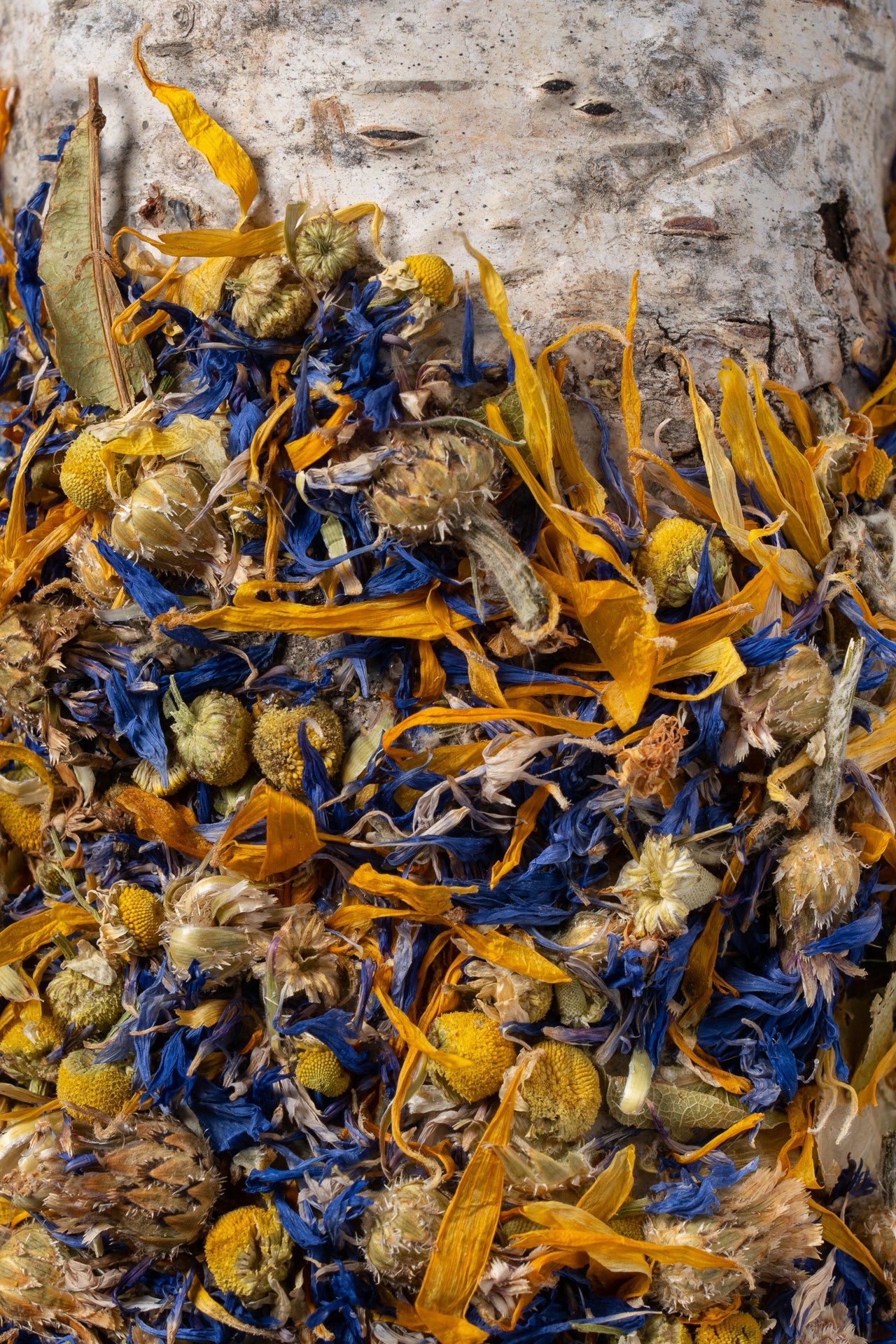 Grassland - bouleau colorfull flower