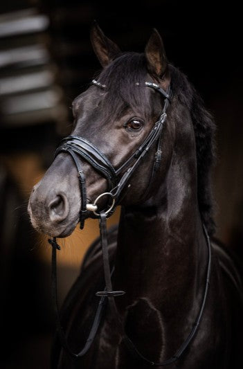 HB - bridon Evalira -  strass bleu