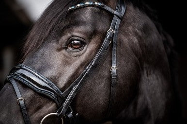 HB - bridon Evalira -  strass bleu