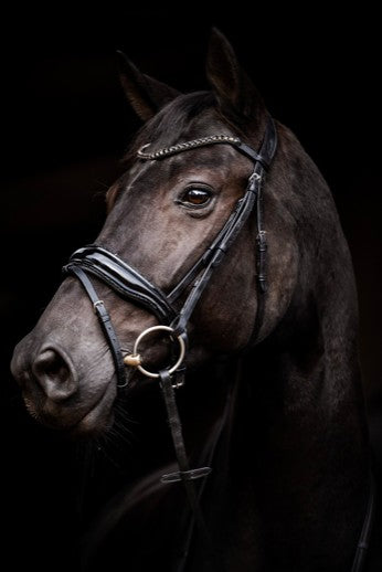 HB - bridon Evalira - strass noir