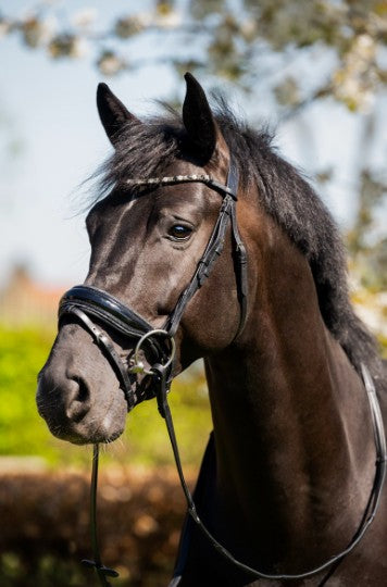 HB - bridon Evalira - strass gris