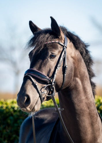 HB - bridon Evalira - strass rose