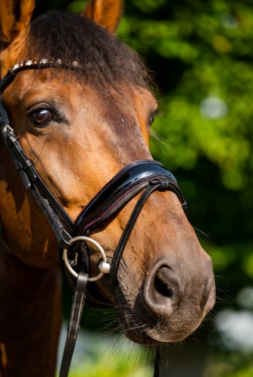 HB - bridon sweat dreams - strass bordeaux