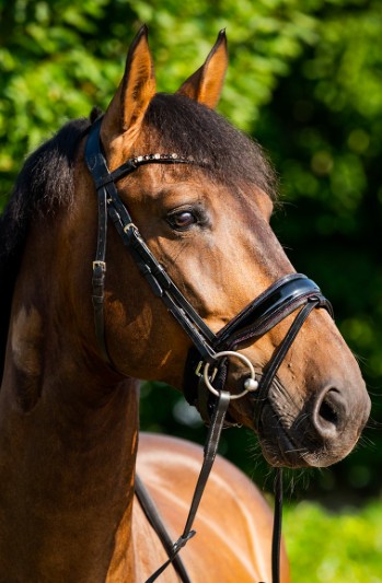 HB - bridon sweat dreams - strass bordeaux