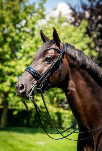 HB - bride special for you - strass gris