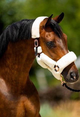 HB - licol fluffy - 2 coloris