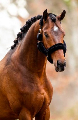 HB - licol fluffy rosegold - noir