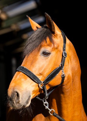 HB - Licol velvet cuir et strass - 3 coloris