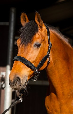 HB - Licol velvet cuir et strass - 3 coloris