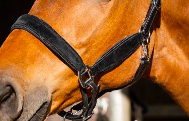 HB - Licol velvet cuir et strass - 3 coloris