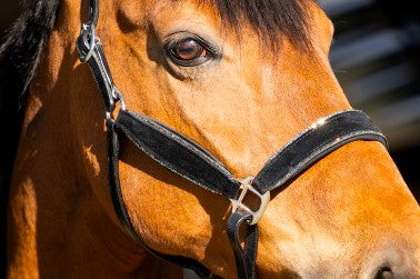 HB - Licol velvet cuir et strass - 3 coloris