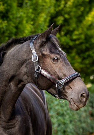 HB - Licol cuir noir strass - 3 coloris
