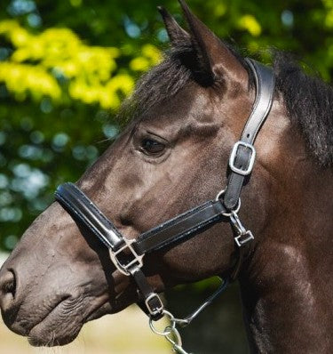 HB - Licol cuir noir strass - 3 coloris