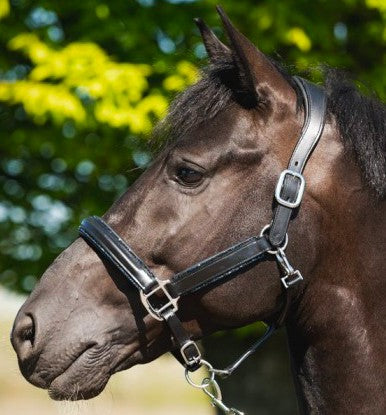 HB - Licol cuir noir strass - 3 coloris
