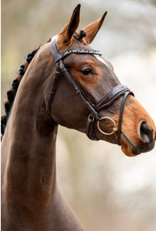 HB - bridon Great escape