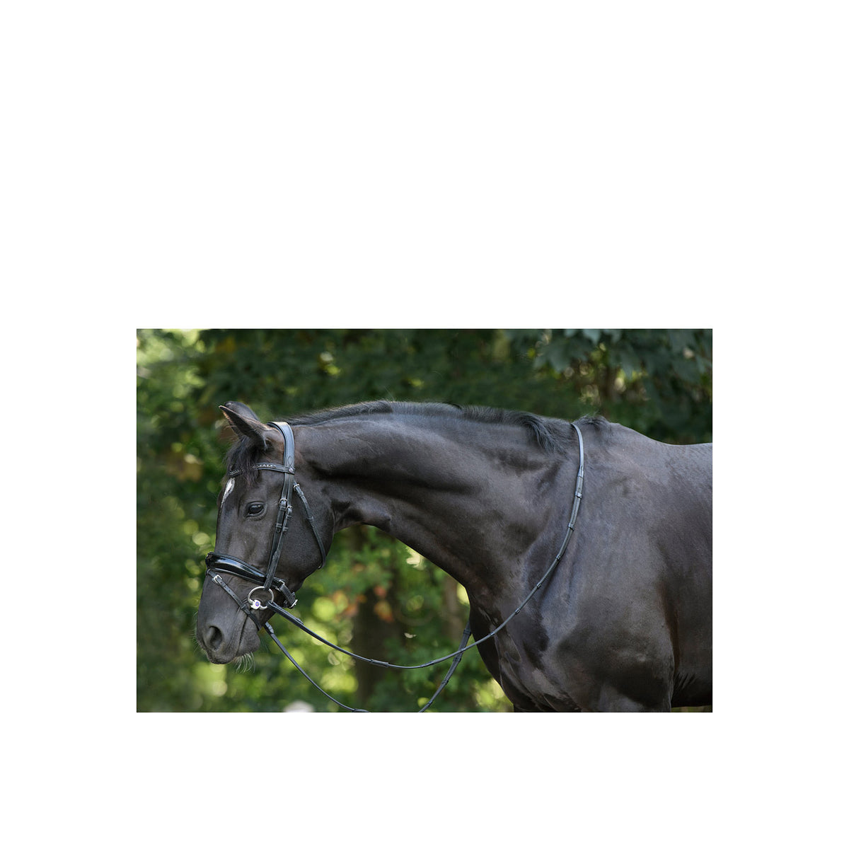 TRUST Rotterdam Large p.crank bridle – Noir/Noir