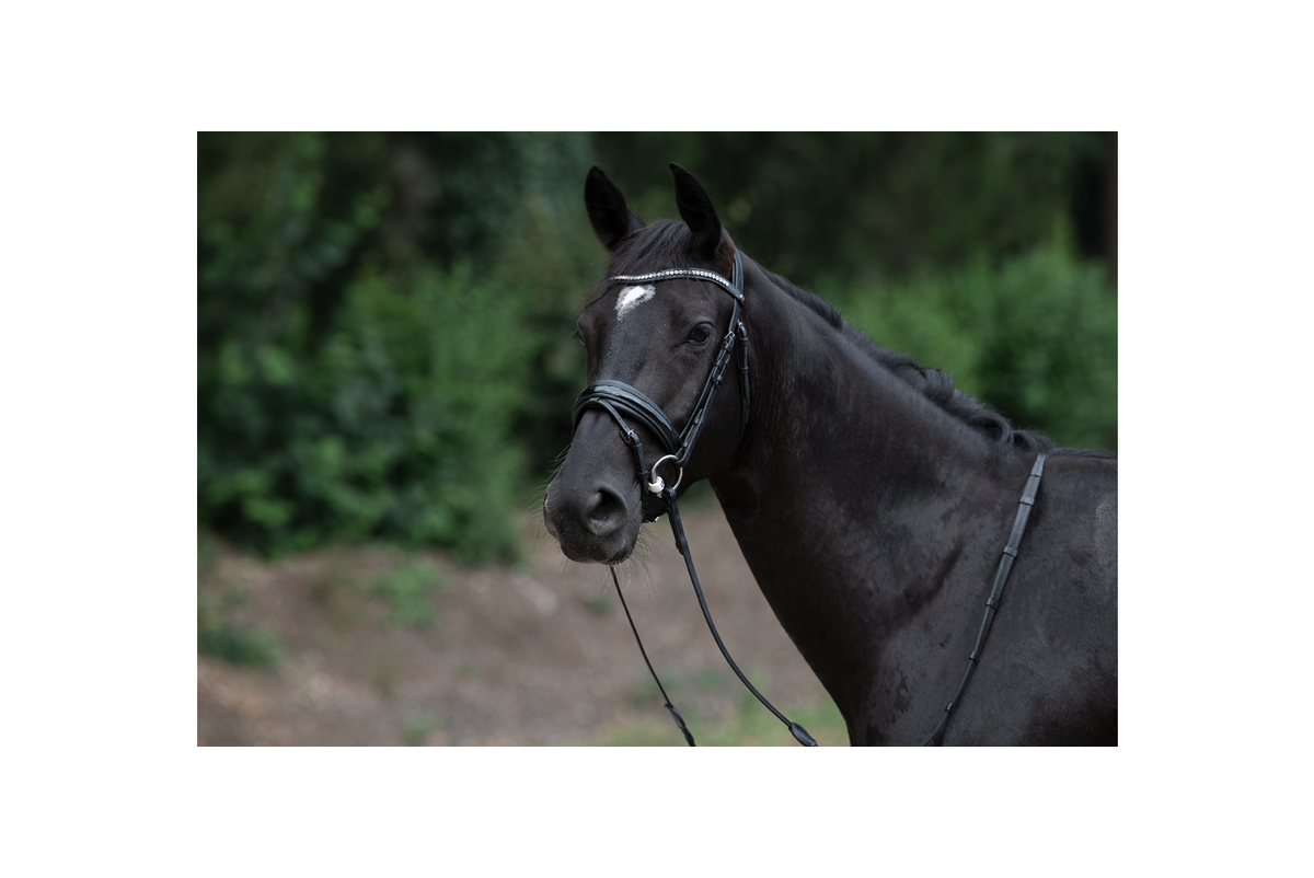 TRUST Vancouver combined noseband bridle – Noir/Noir
